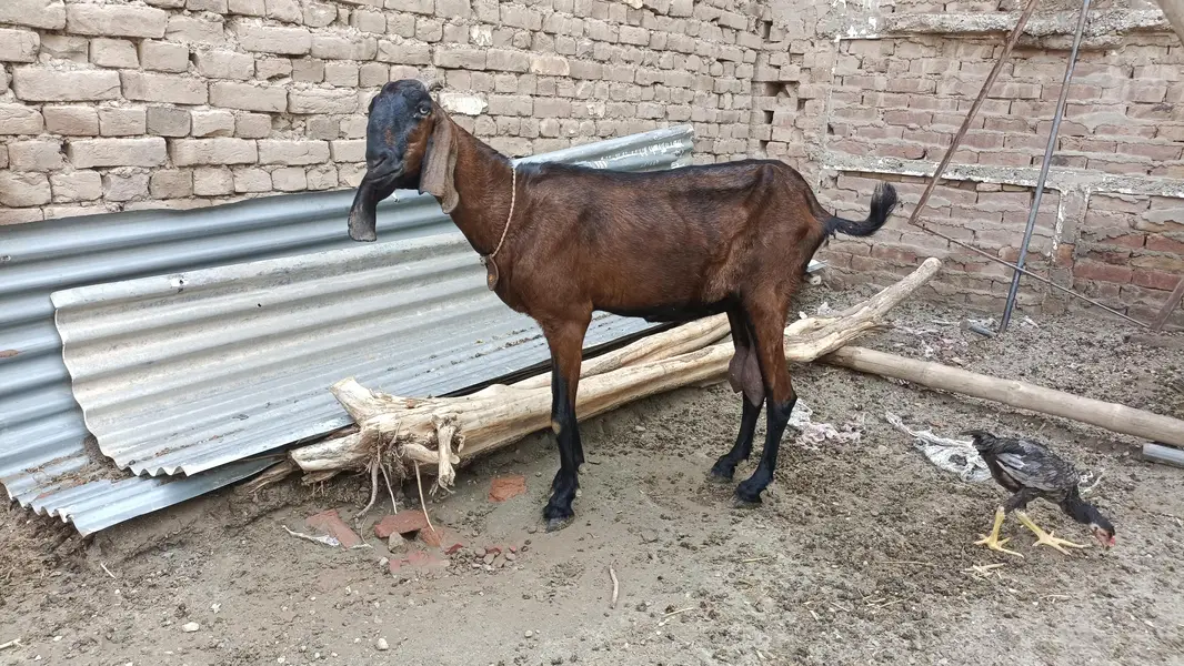 2 milking goats — photo 9
