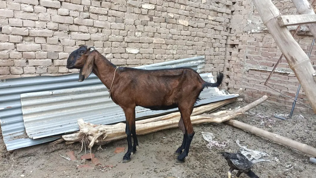 2 milking goats — photo 10