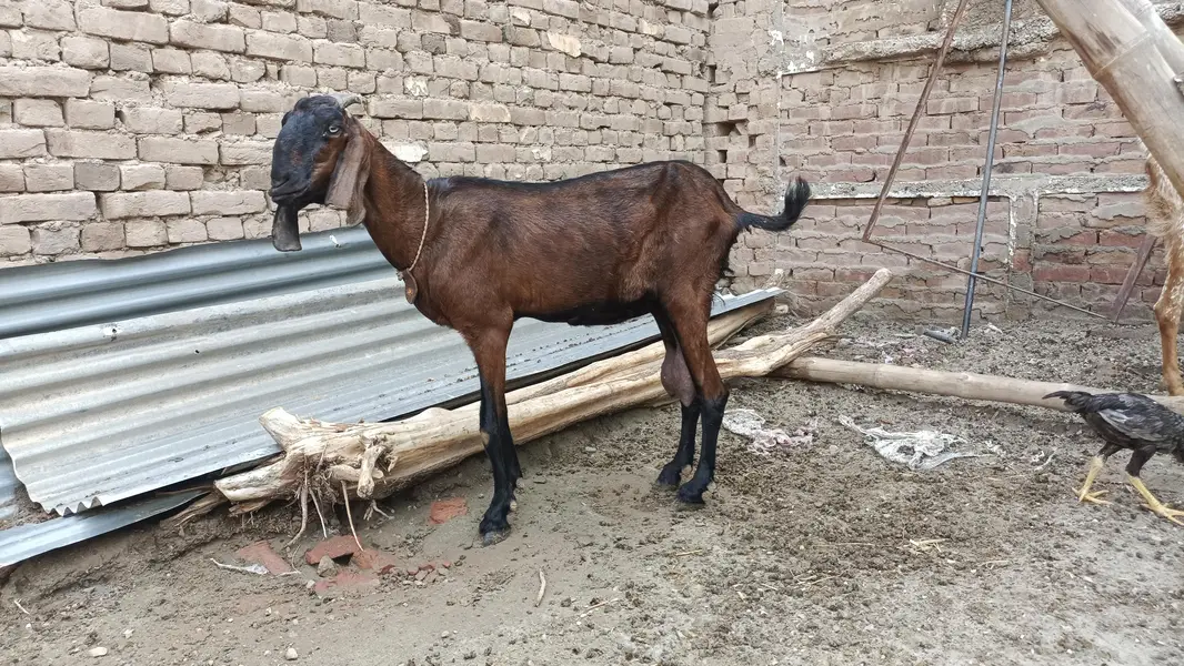 2 milking goats — photo 11