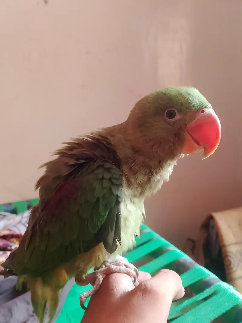 bhut acha hand tame ha zero bite raw alexandrine — photo 2