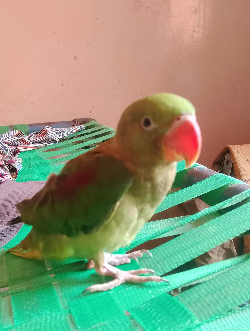 bhut acha hand tame ha zero bite raw alexandrine — photo 3