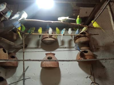 budgie birds colony
