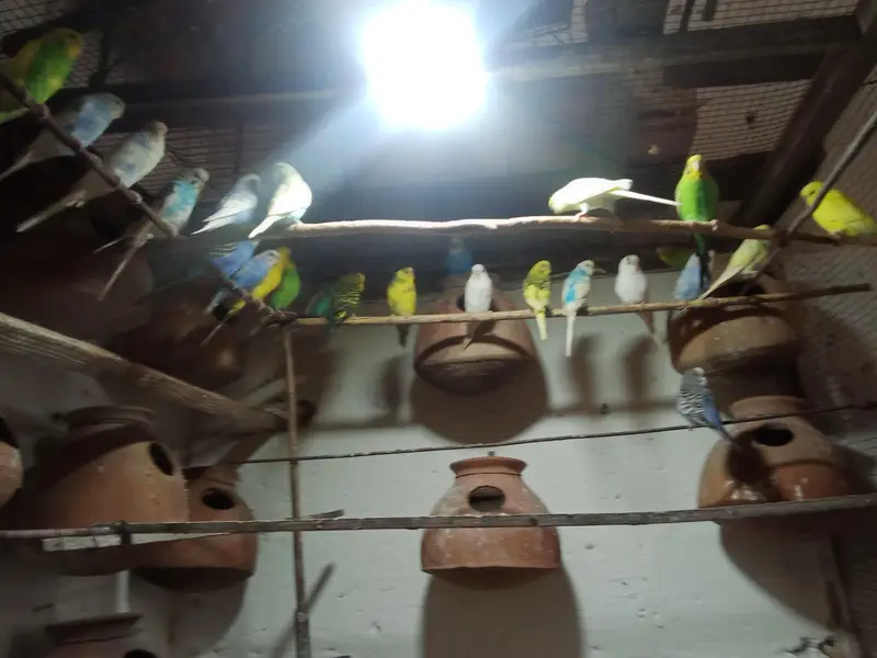 budgie birds colony — photo 2