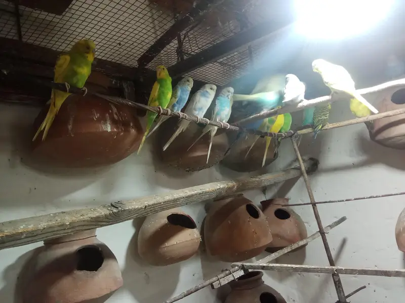 budgie birds colony — photo 3