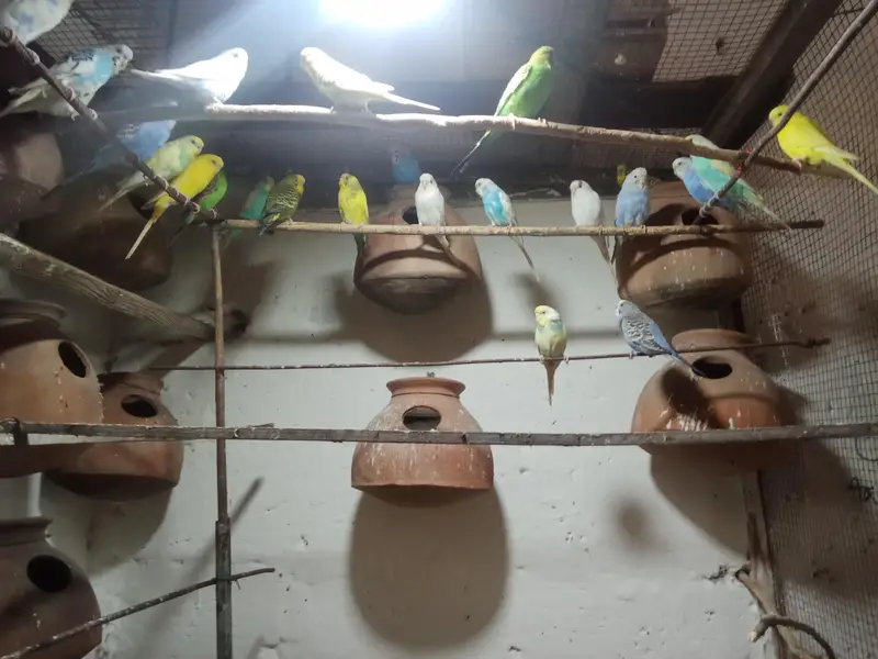 budgie birds colony — photo 4