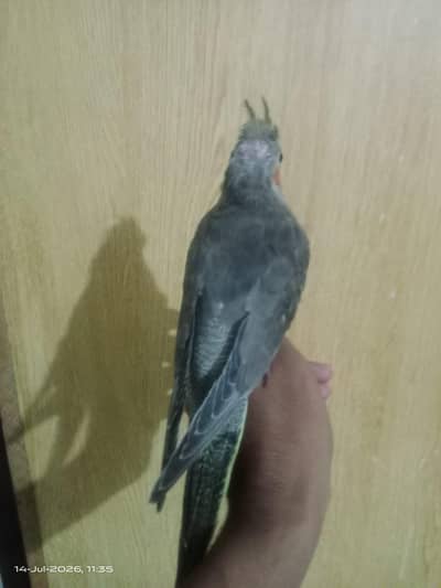 Hand Tame Cocktail Parrot for sale