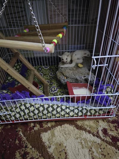 sugar glider rare 2 pcs 03252825634