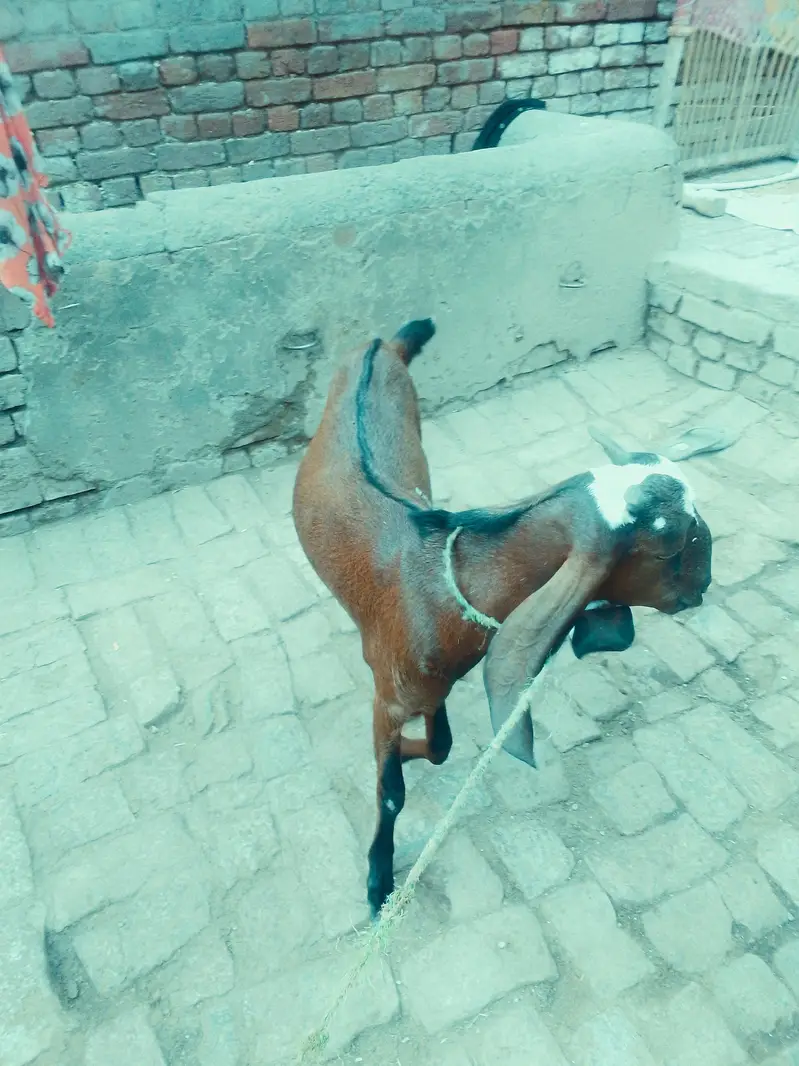 Desi Bakra For sale
