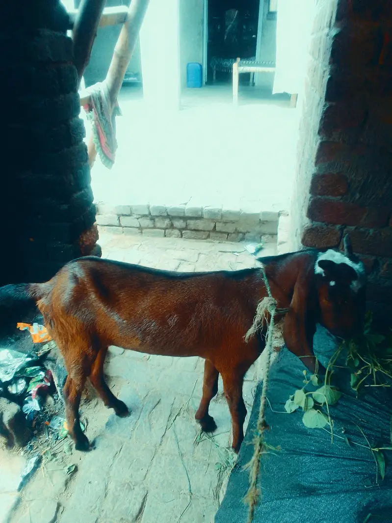Desi Bakra For sale — photo 5