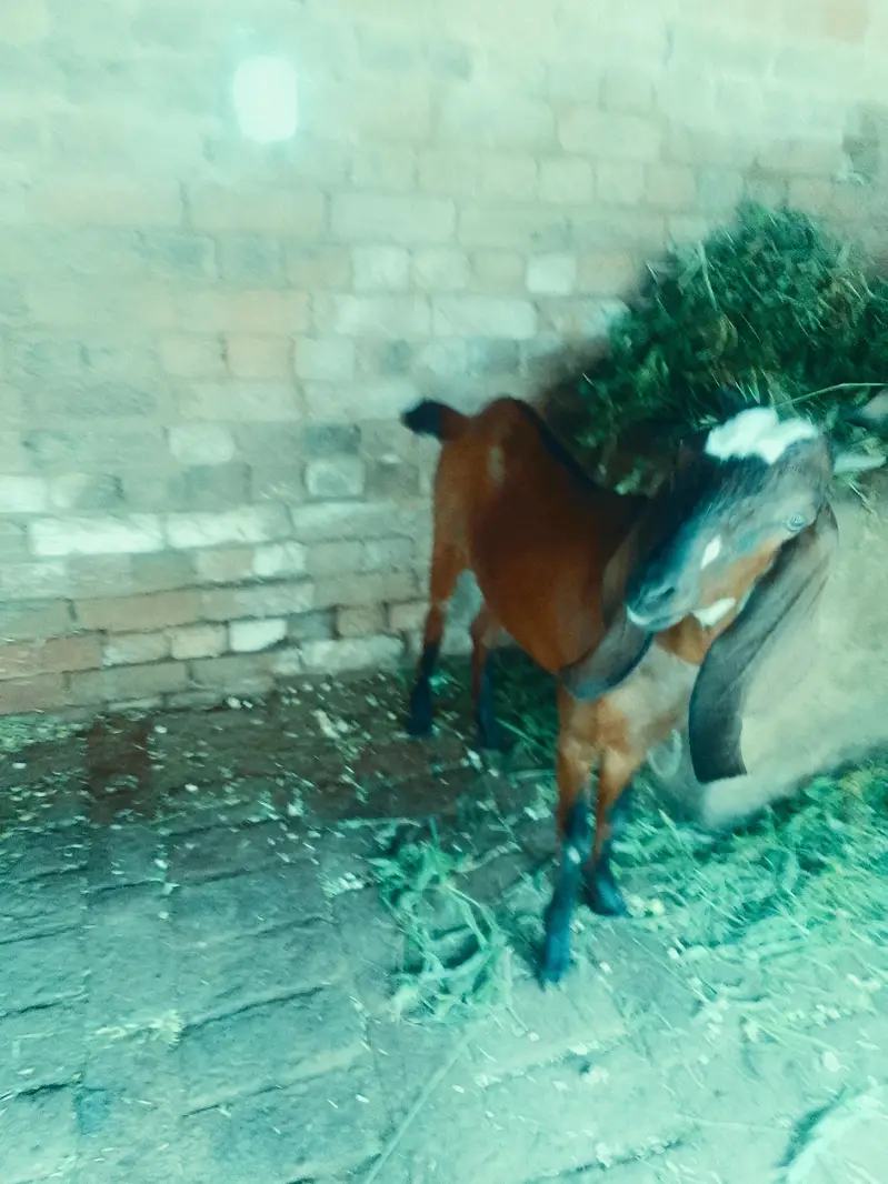 Desi Bakra For sale — photo 6