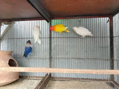 Healthy and Active love birds