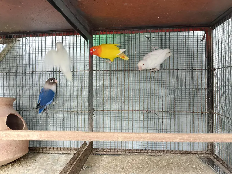 Healthy and Active love birds — photo 2