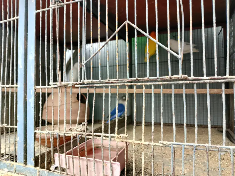 Healthy and Active love birds — photo 3