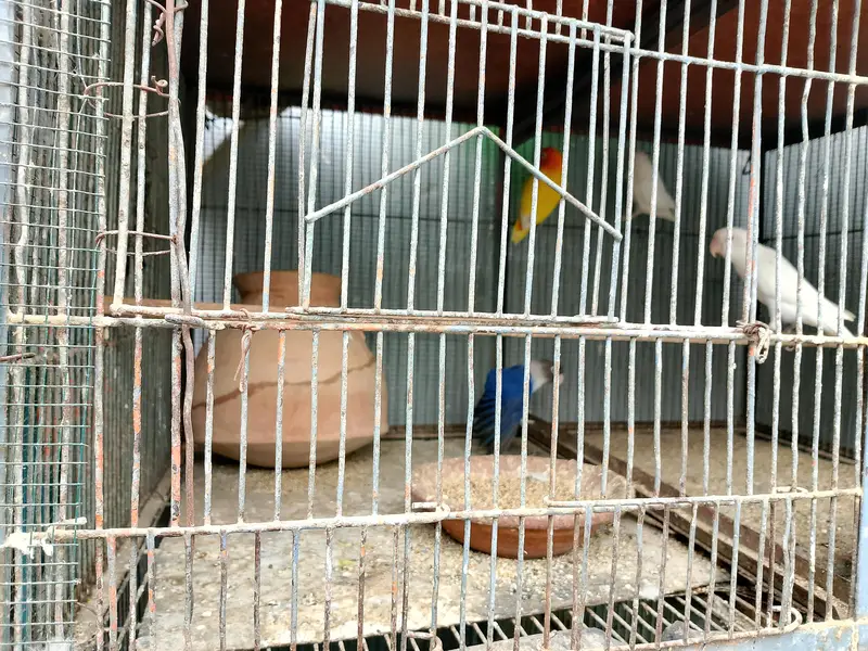 Healthy and Active love birds — photo 4