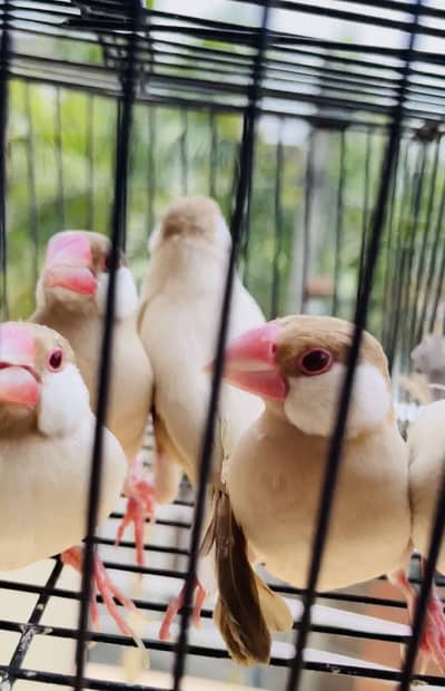 Lovebirds java finches and green parrot for sale
