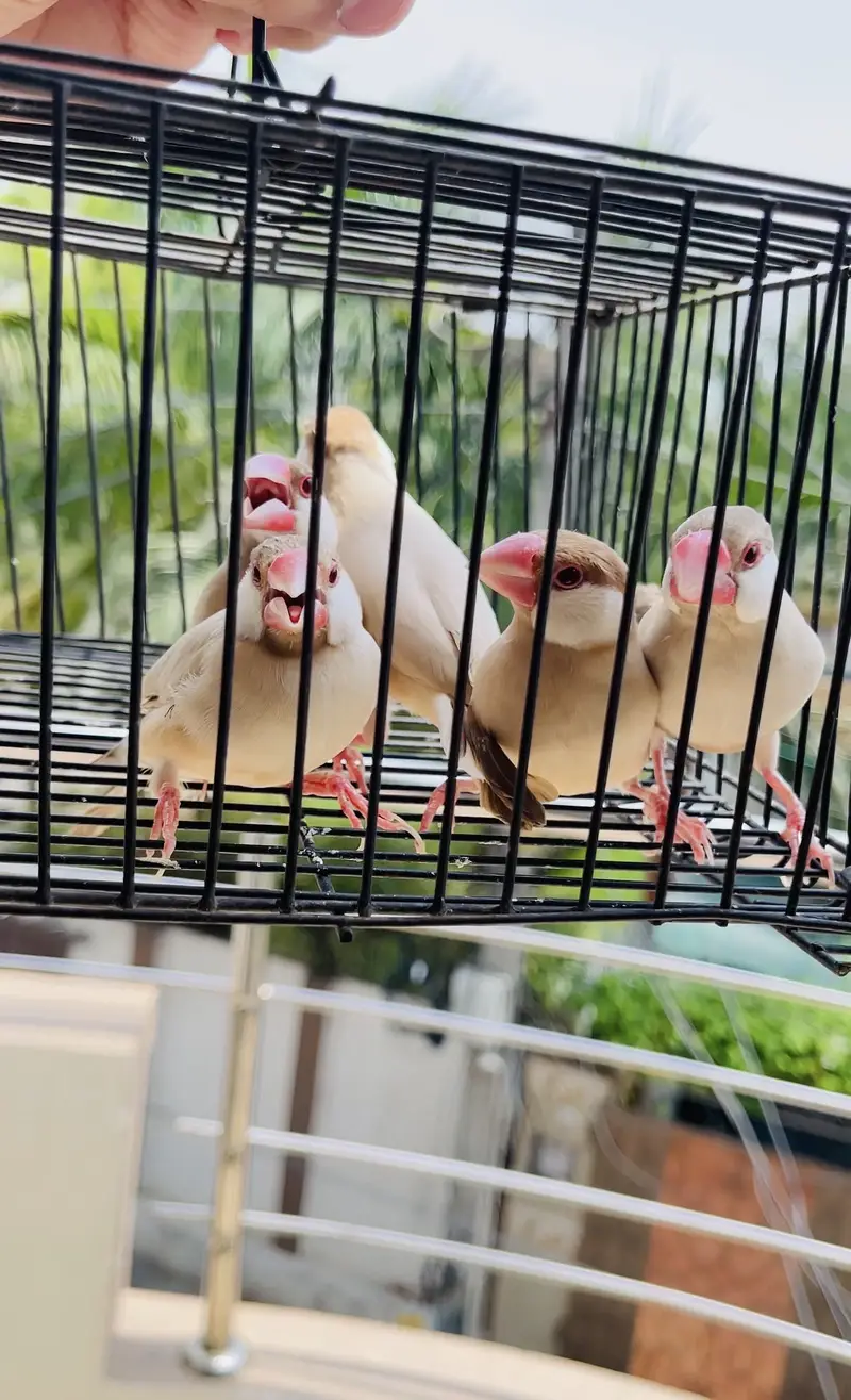 Lovebirds and java finches  for sale — photo 2