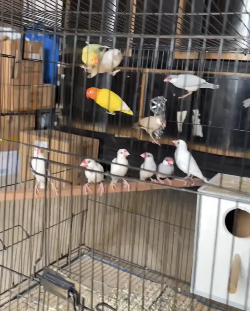 Lovebirds and java finches  for sale — photo 3