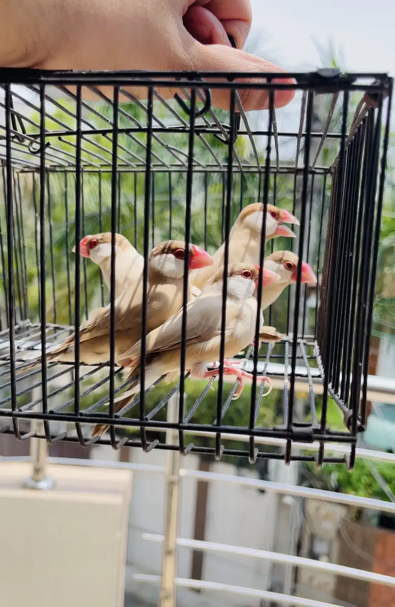 Lovebirds and java finches  for sale — photo 4