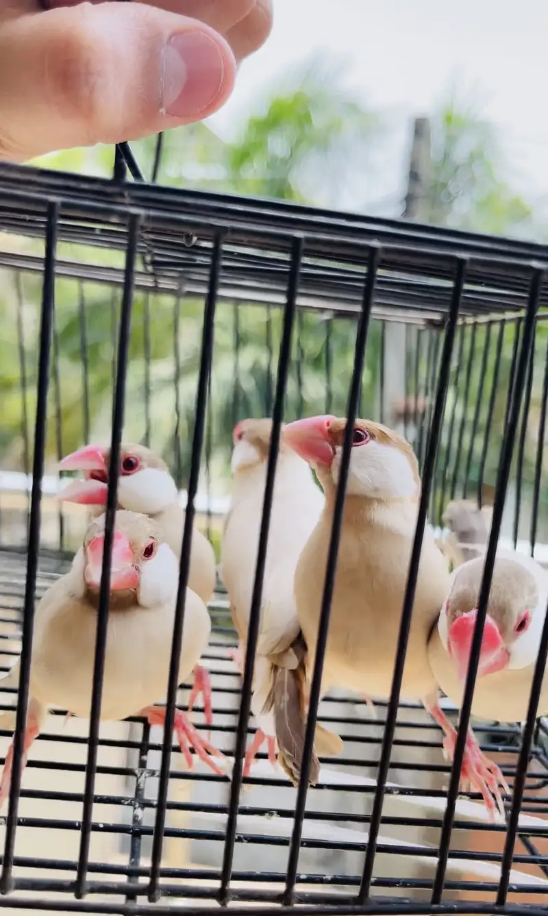Lovebirds and java finches  for sale — photo 5