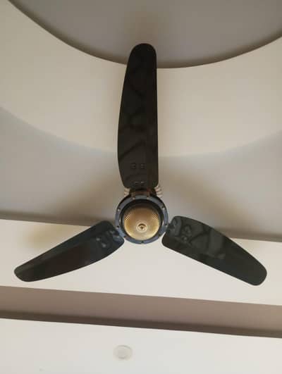 Royal fan