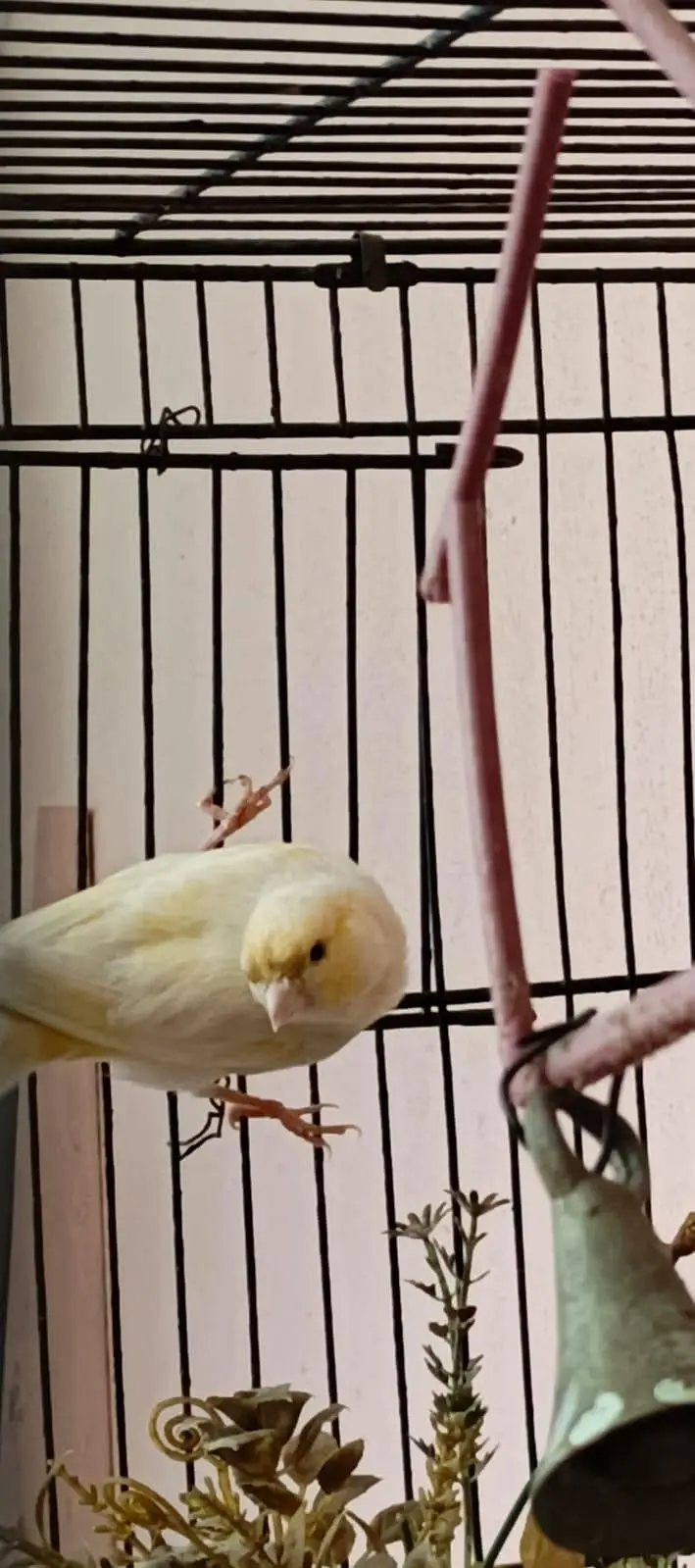 water Canary bird Sialkot Punjab