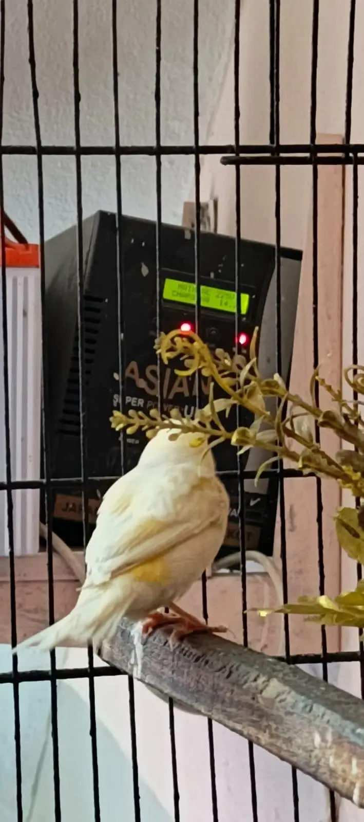 water Canary bird Sialkot Punjab — photo 2
