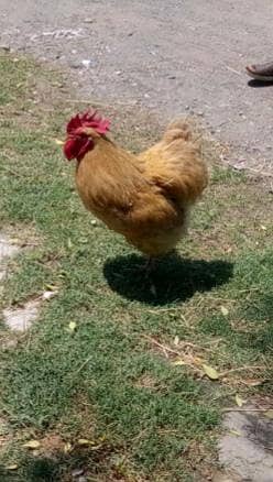 healthy active breeder pair if golden buff