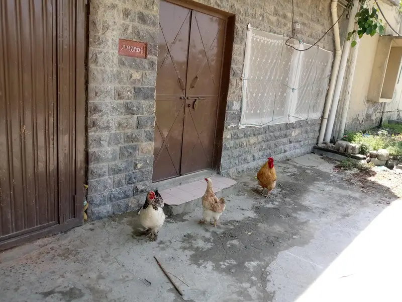 healthy active breeder pair if golden buff — photo 5