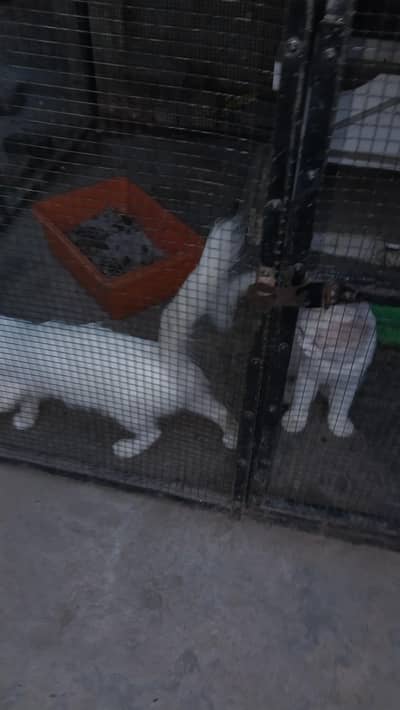 prshan cats