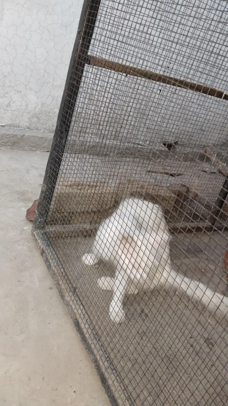 prshan cats — photo 2