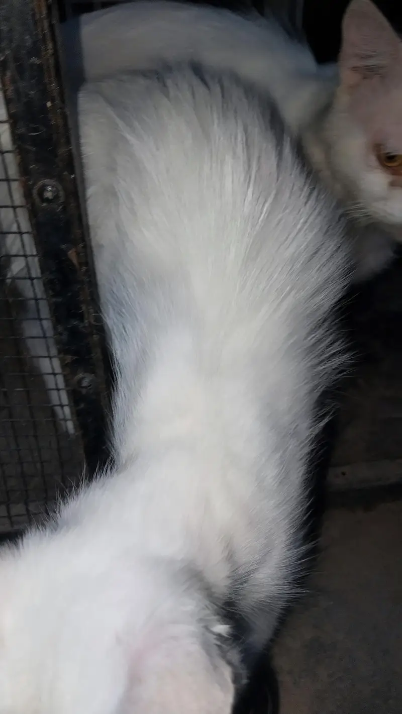 prshan cats — photo 3