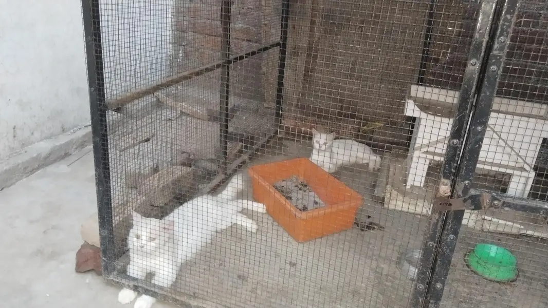 prshan cats — photo 4