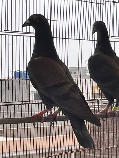 pigeons        qasid pigeons
