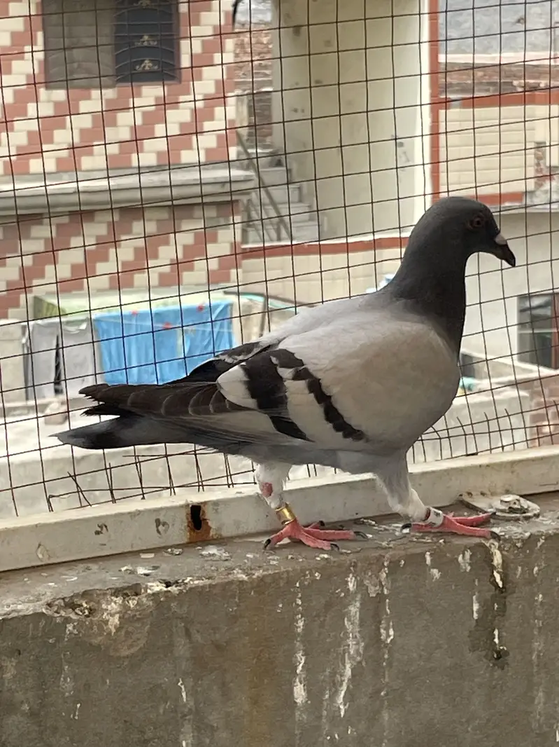 pigeons        qasid pigeons — photo 2
