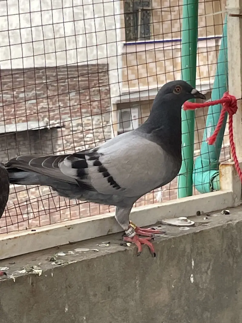 pigeons        qasid pigeons — photo 3