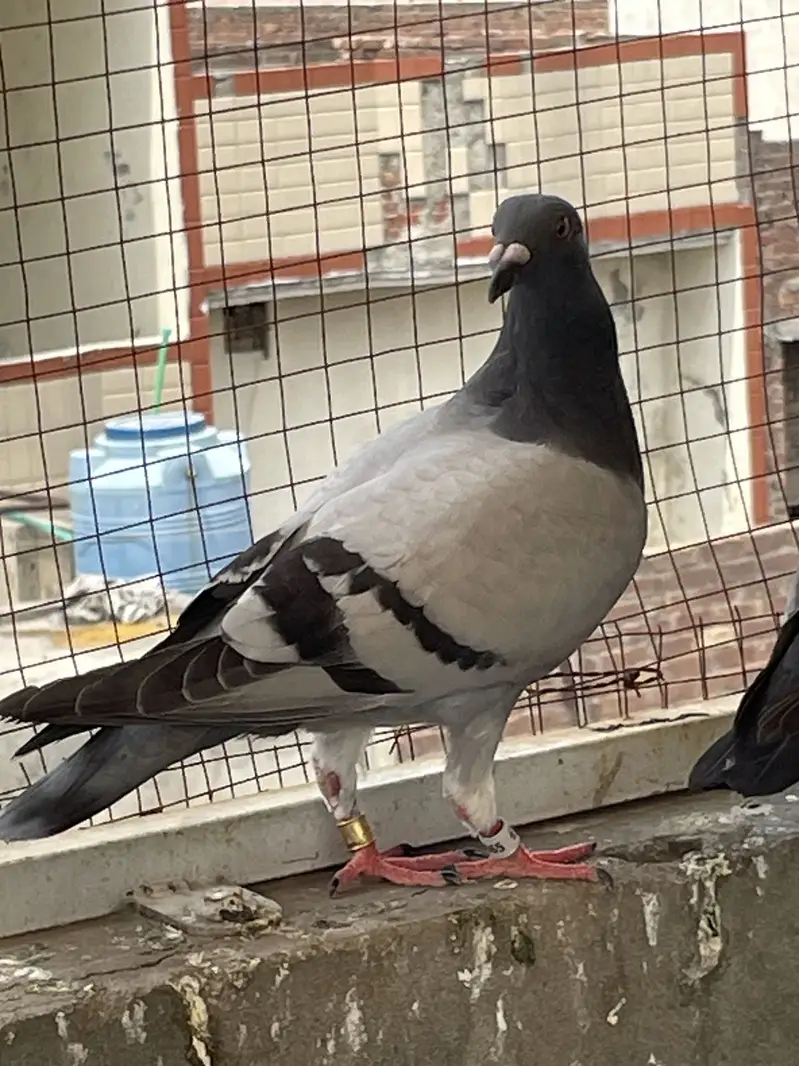 pigeons        qasid pigeons — photo 4