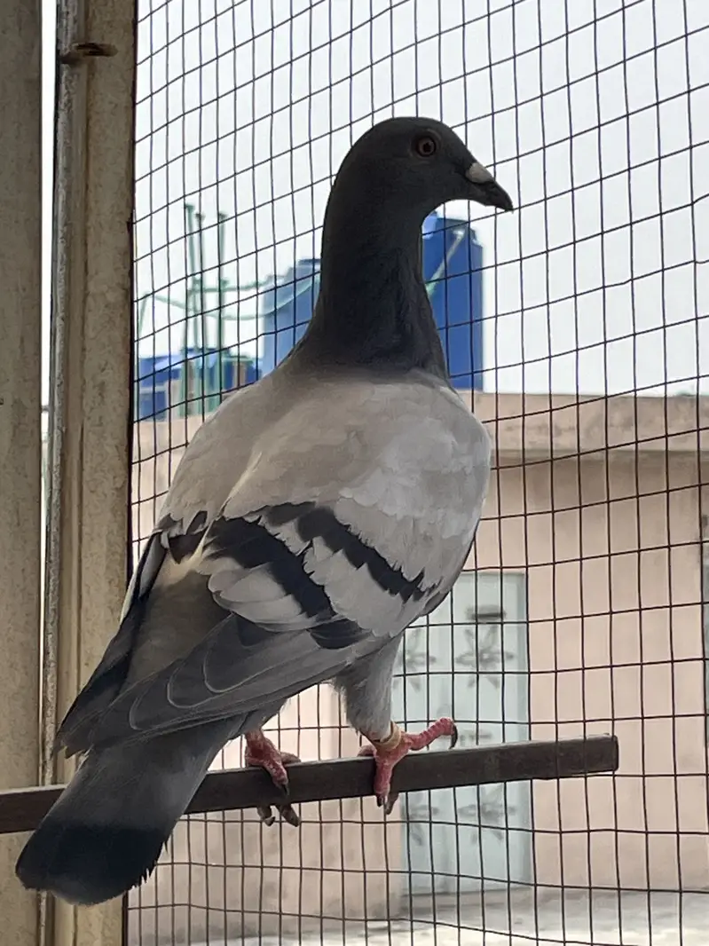 pigeons        qasid pigeons — photo 5