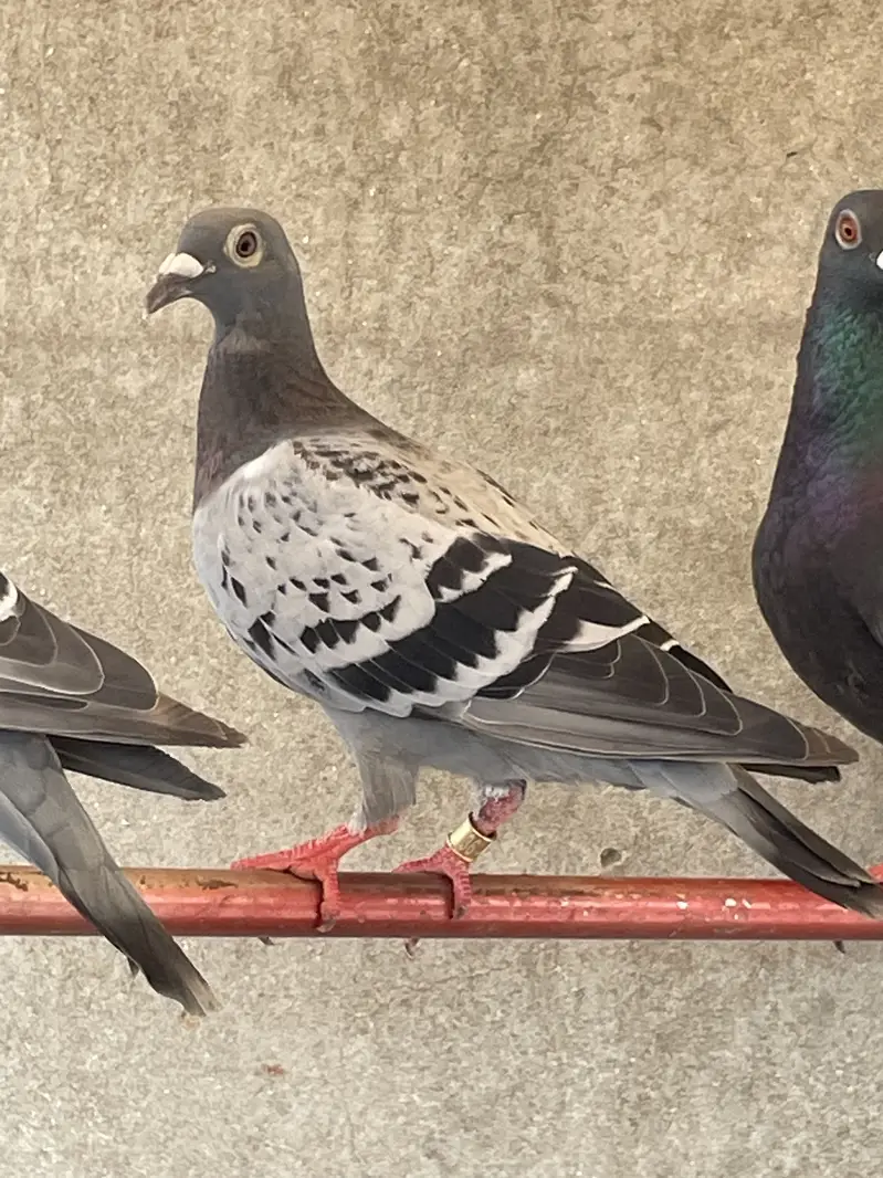 pigeons        qasid pigeons — photo 6