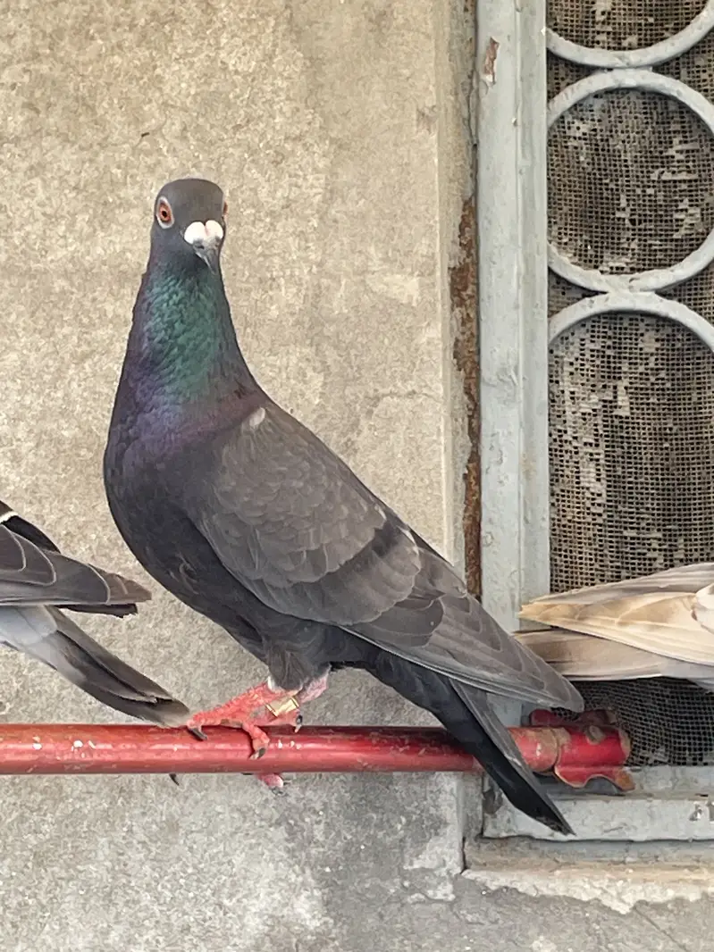pigeons        qasid pigeons — photo 7