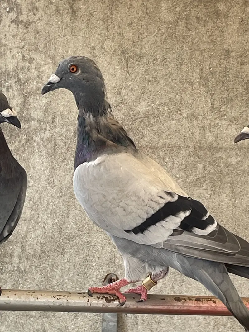 pigeons        qasid pigeons — photo 8