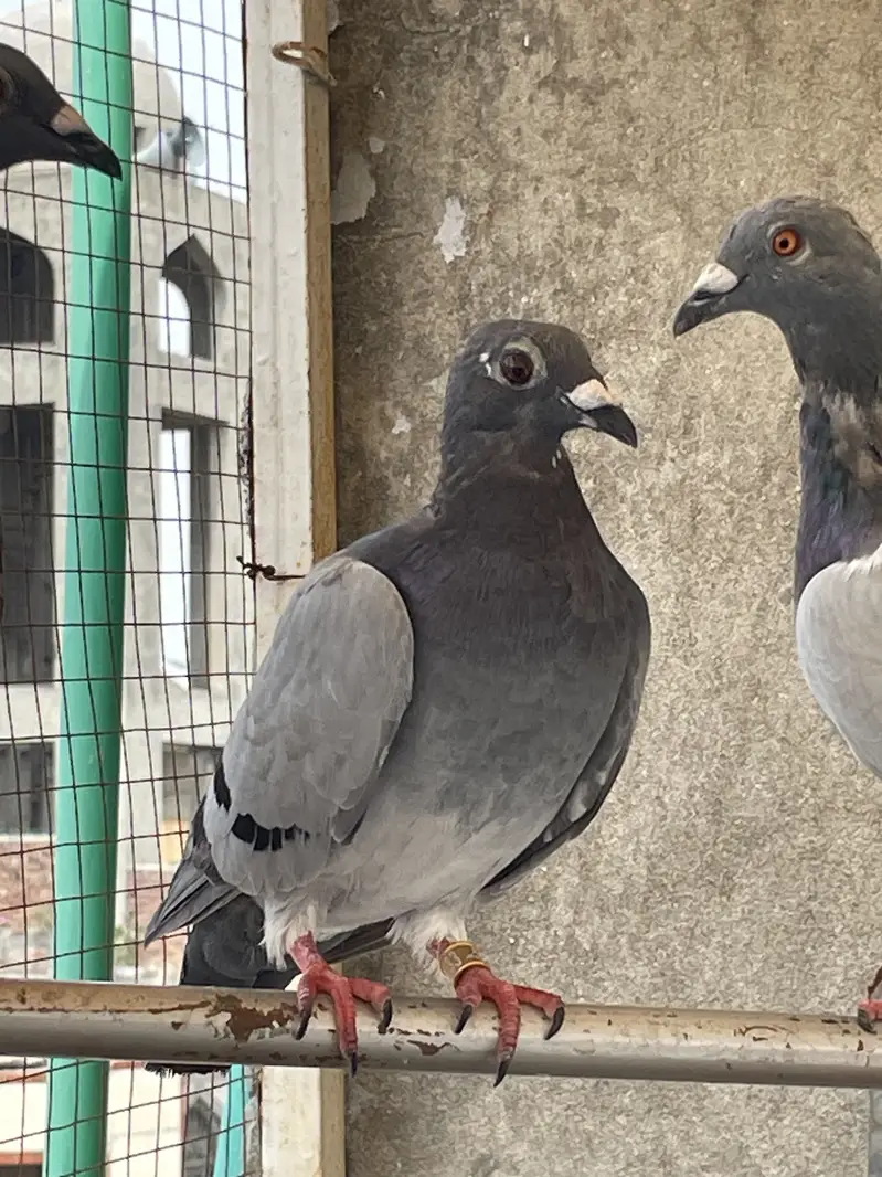 pigeons        qasid pigeons — photo 9