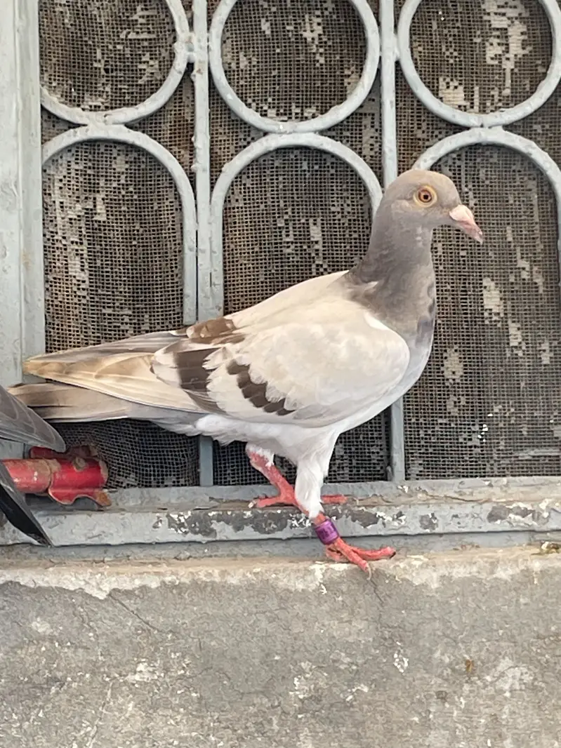 pigeons        qasid pigeons — photo 10