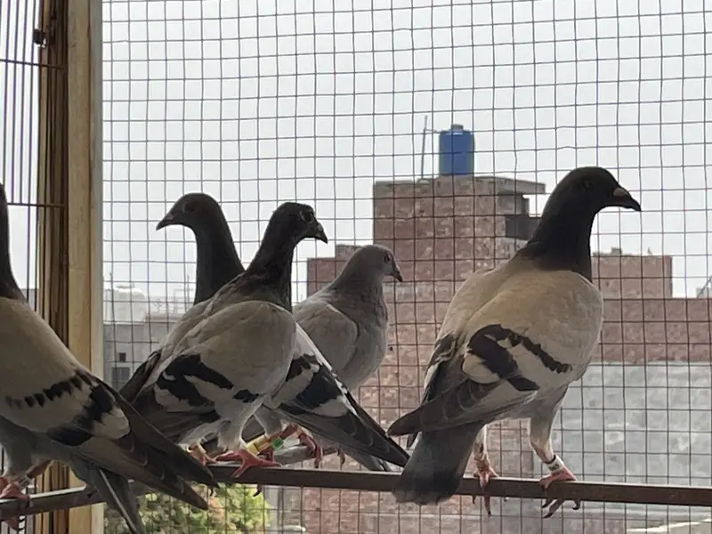 pigeons        qasid pigeons — photo 11