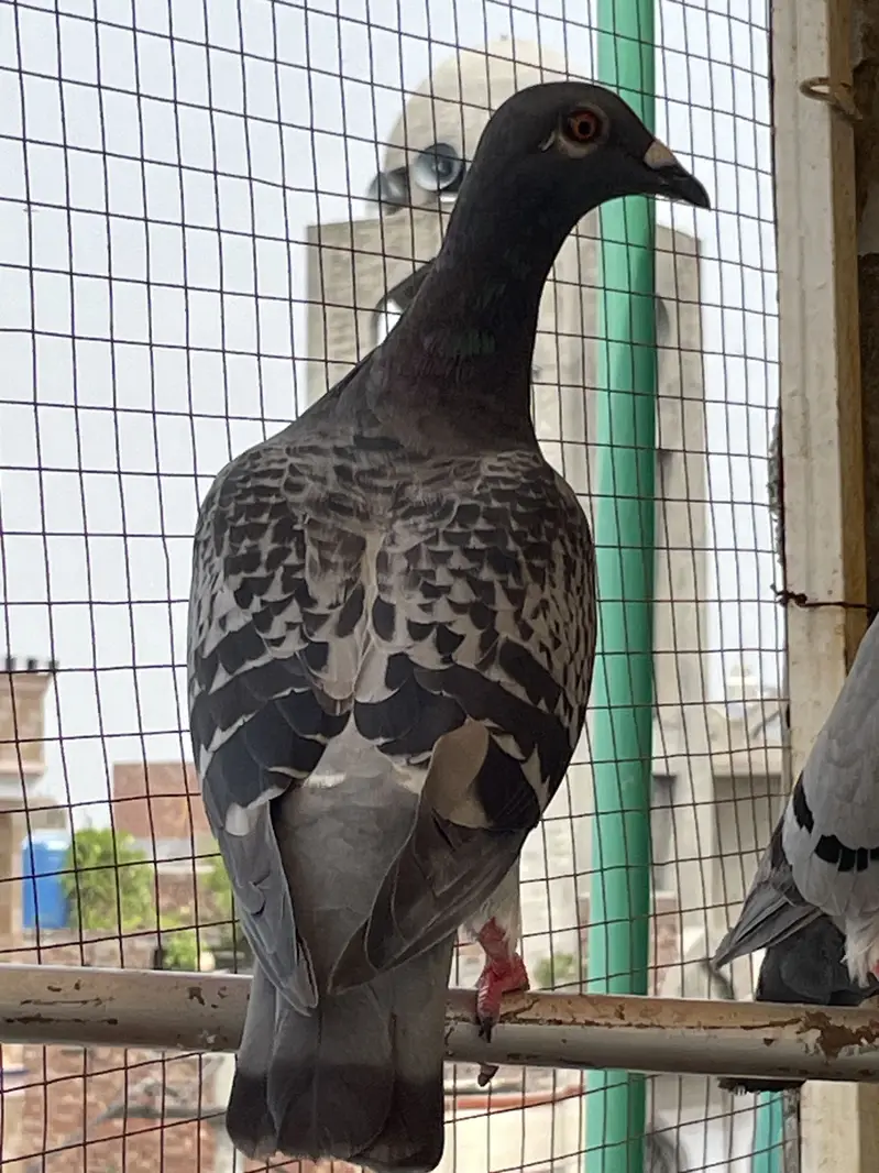 pigeons        qasid pigeons — photo 12