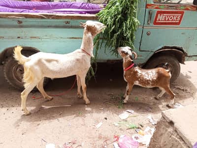 EK TAPRA EK KAMORI CROSS