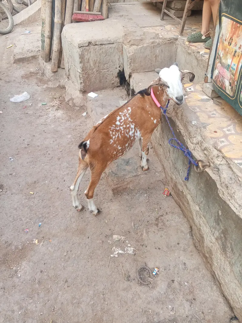 EK TAPRA EK KAMORI CROSS — photo 3