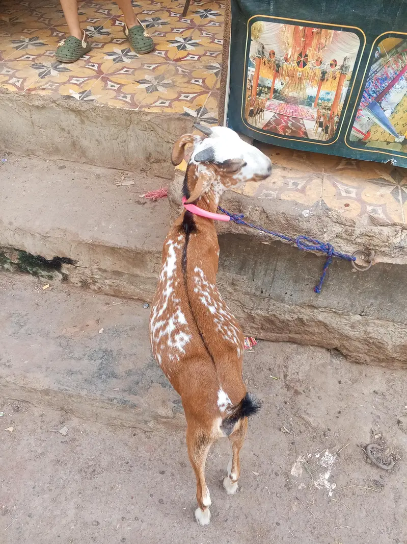 EK TAPRA EK KAMORI CROSS — photo 4