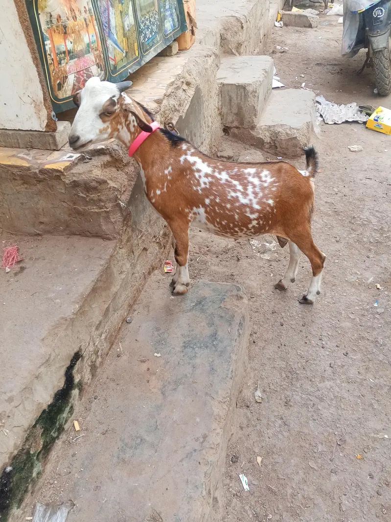 EK TAPRA EK KAMORI CROSS — photo 6