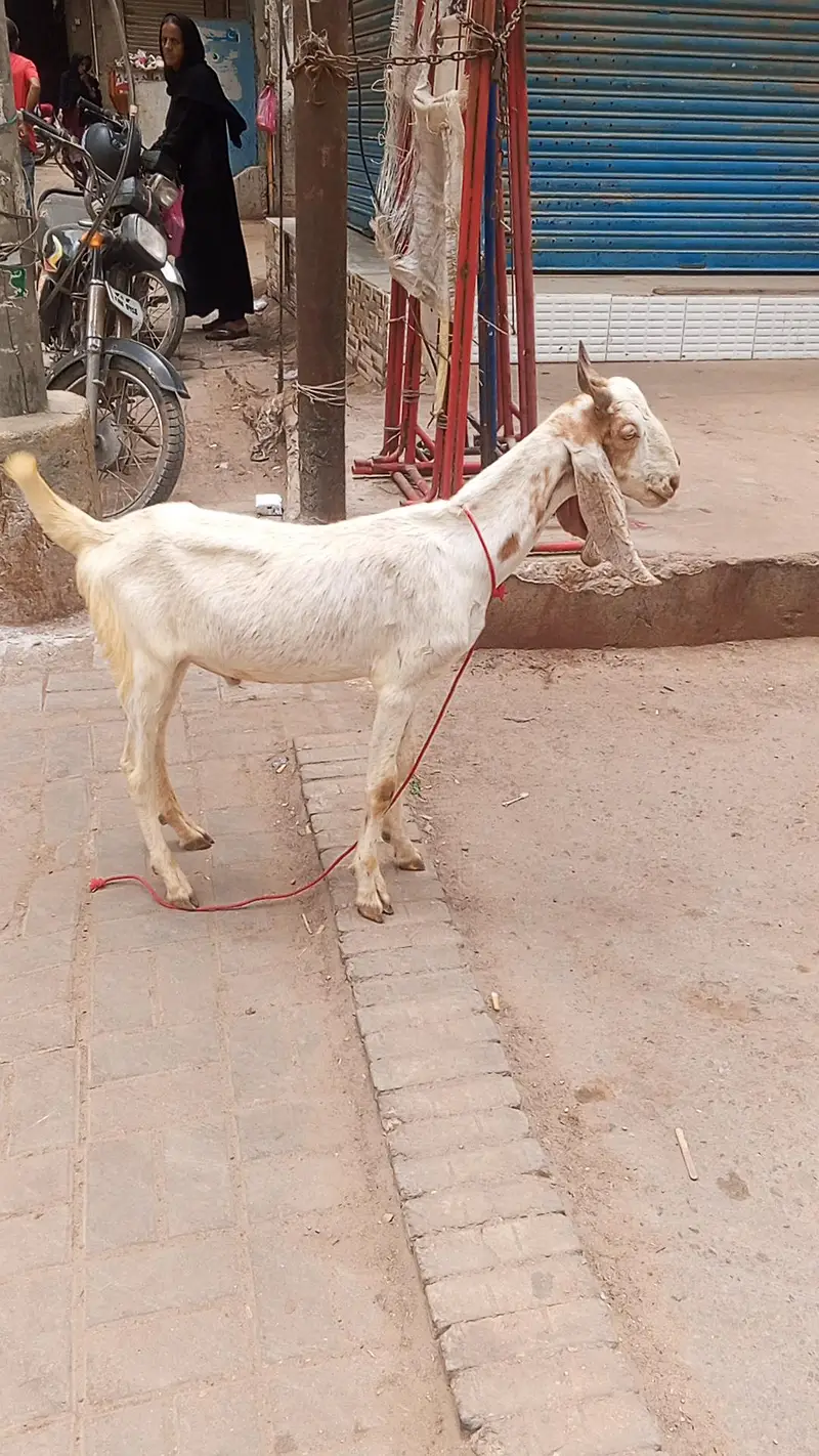 EK TAPRA EK KAMORI CROSS — photo 7