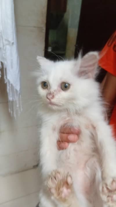 Persian kitten of 5 months. Color: White